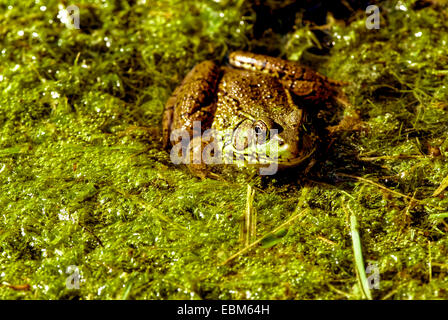 Nahaufnahme der Grasfrosch in einem kleinen Bach in Monroe County, Indiana. Stockfoto