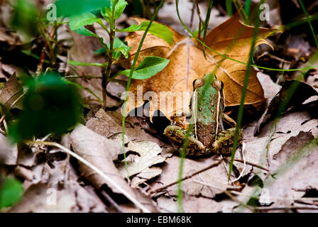 Kleine jungen Frosch auf dem Waldboden im Frühling. Stockfoto