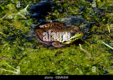 Nahaufnahme der Grasfrosch in einem kleinen Bach in Monroe County, Indiana. Stockfoto