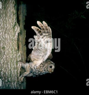 Tawnt Eule (Strix Aluco) In der grauen Phase kommt, die fliegen aus der Bruthöhle in der Mulde des einen alten Baumstamm. Foto gemacht Stockfoto