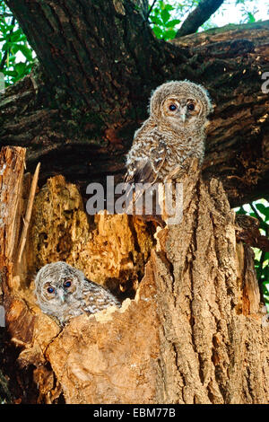 Tawny Owl (Strix aluco) two owlets just out of the nest ,  age of about five weeks Stockfoto