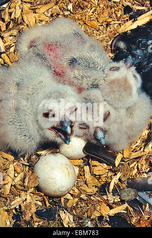 Drei junge (Pullus), Waldkauz und zwei Eier im nest Stockfoto