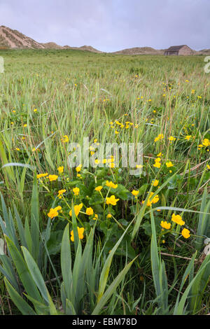 Sumpfdotterblumen Caltha Palustris und wild Iris wachsen in den Sumpf zwischen Sanddünen. Stockfoto