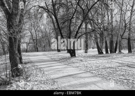 Der Schnee bedeckt den Boden im Park im Winter. Die Sonne wirft lange Schatten. Stockfoto