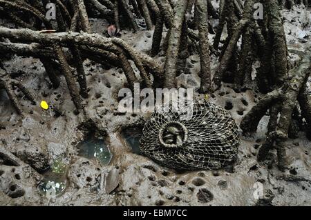 Schwarze Muscheln - Mangroven in PUERTO PIZARRO. Abteilung von Tumbes. Peru Stockfoto