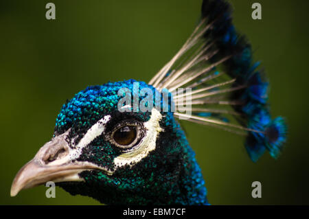 Eine Nahaufnahme Foto von einem erwachsenen männlichen Pfau Stockfoto