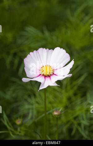 Cosmos Bipinnatus Blume. Stockfoto