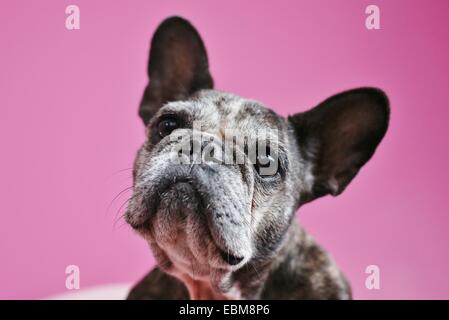 Eine Nahaufnahme des Gesichts von eine alte französische Bulldogge. Stockfoto
