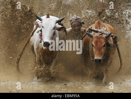 15. Juni 2014 - Tanah Datar, West-Sumatra, Indonesien - reitet ein Jockey einen Schlitten hinter zwei Kühe während "Pacu Jawi" oder "Kuh Rasse." Die jährliche Veranstaltung in Tanah Datar ist statt nach der Ernte auf die Reisfelder. (Kredit-Bild: © Afriadi Hikmal/ZUMA Wire/ZUMAPRESS.com) Stockfoto