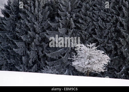 Verschneite winterliche Wald in Engenhahn im Taunus, Hessen, Deutschland Stockfoto