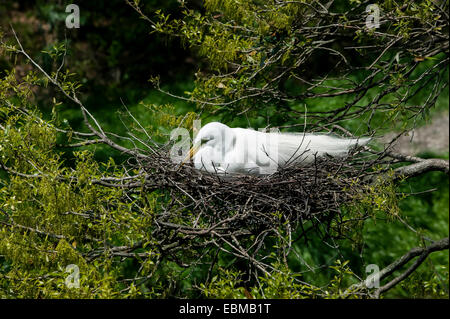 Großer Reiher wissenschaftlicher Name Casmerodius albus, mit Brutgefieder auf Stocknest, Florida, USA. Stockfoto