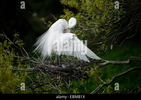 Anmutiger Großreiher (Casmerodius albus) mit brütendem Gefieder stehend und auf Stocknest mit ausgestrecktem Flügel über blassblauen Eiern, Florid Stockfoto