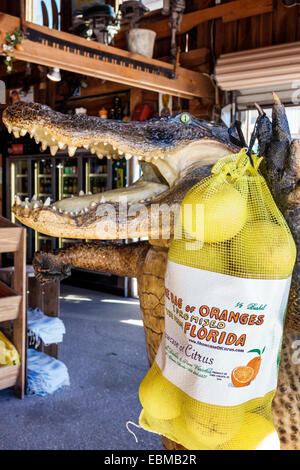 Clermont Florida, Vitrine von Citrus, Produktausstellungsverkauf, Souvenirs, Souvenirladen, Geschäft, Shopping Shopper Shopper Shop Geschäfte Markt Märkte Markt Stockfoto