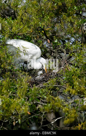 Great Egret (Casmerodius albus) lehnt über kleine Küken in Stick Nest, Florida, USA. Stockfoto