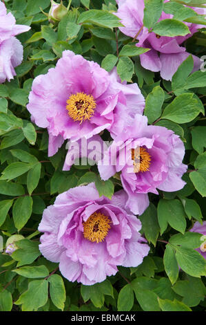 EINZIGEN BAUM PFINGSTROSE - PAEONIA OSTII "ROSA PHÖNIX" Stockfoto