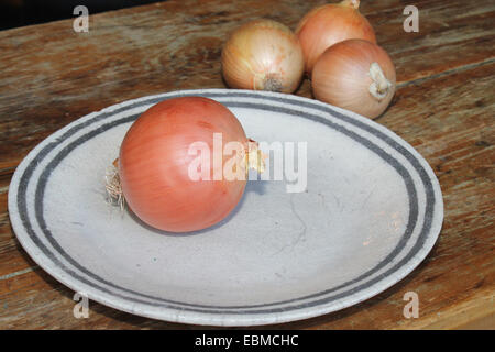Einzelne gelbe Zwiebel auf gestreift Steingut Teller mit drei Zwiebeln im Hintergrund, alle sitzen auf eine rustikale, verzweifelt, hölzerne t Stockfoto