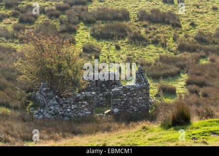 Eine alte Scheune steht ohne das Dach in einem Feld in Snowdonia, bei Sonnenaufgang. Stockfoto