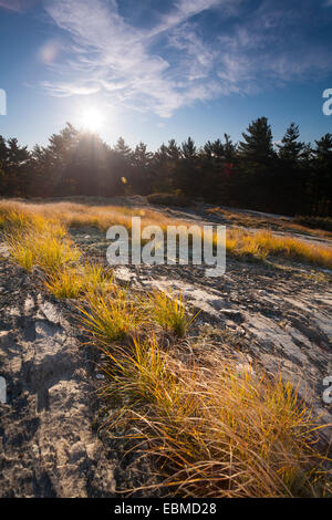 Gräser wachsen aus der felsigen Quarzit-Landschaft. Killarney Provincial Park, Ontario, Kanada. Stockfoto