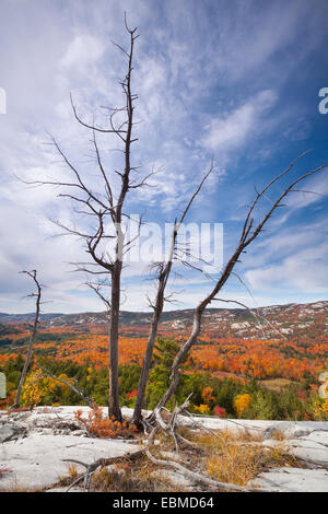 Ein toter Baum auf einer Klippe mit Blick auf Spitze Farbe im Süden La Cloche Bereich, Killarney Provincial Park, Ontario, Kanada. Stockfoto