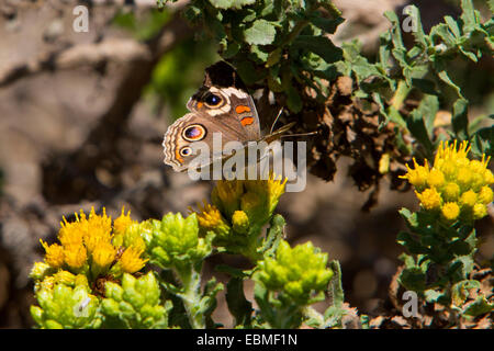 Gemeinsamen Buckeye Schmetterling (Iunonia Coenia) Fütterung auf eine gelbe Blume in der Nähe von Strand von San Simeon, Kalifornien, USA im Juli Stockfoto