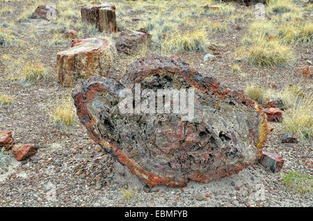 Versteinerte Baumstämme, Querschnitt des einen Stamm, Giant Logs Petrified Forest National Park, Painted Desert, Holbrook in Arizona Stockfoto