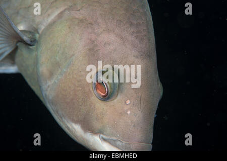 Kaltwasser-Lippfisch, Fiordland, NZ Stockfoto