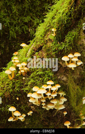 Blutungen fairy Helme (mycena haematopus) wächst auf einem Bemoosten Baumstamm, Coast Range Berge, Utah, United States Stockfoto