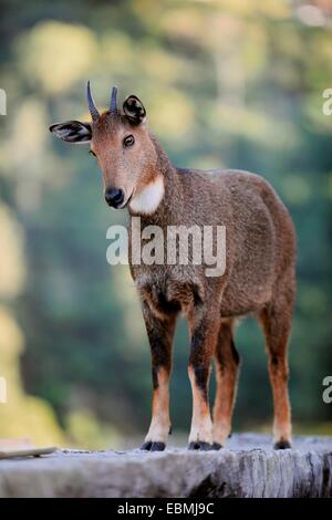 Wildziege (Capra Aegagrus) stehend auf einer Wand im Trashigang Dzong Festung, Trashigang, Trashigang Bezirk, Bhutan Stockfoto