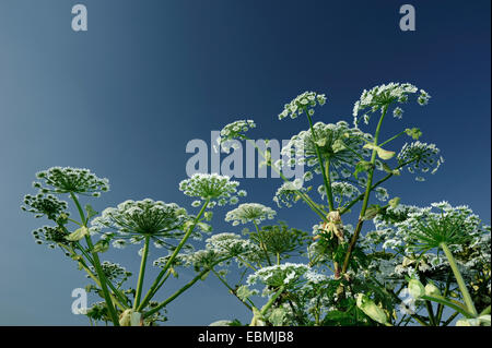 Bärenklau, cartwheel - Blume oder riesige Kuh Petersilie (heracleum mantegazzianum), Nordrhein - Westfalen, Deutschland Stockfoto