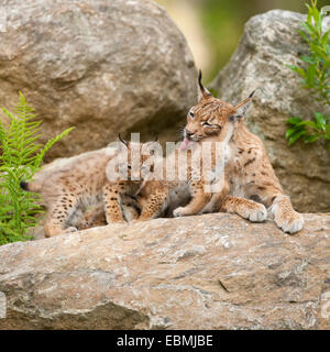 Eurasischer Luchs (Lynx Lynx), Mutter und Welpen liegen auf einem Felsen, Gefangenschaft, Nationalpark Bayerischer Wald, Bayern, Deutschland Stockfoto