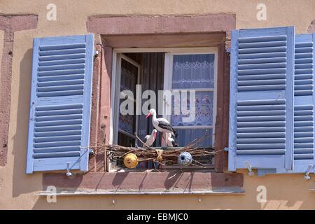 Kunststoff Störche im Nest auf einem Fensterbrett in Eguisheim, Eguisheim, Département Haut-Rhin, Elsass, Frankreich Stockfoto