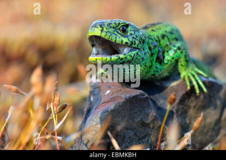 Zauneidechse (Lacerta Agilis), männliche in der Zucht Farben mit Mund öffnen, bedrohlich, North Rhine-Westphalia, Deutschland Stockfoto