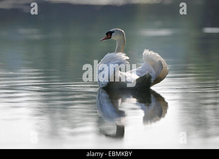 Mute Swan (Cygnus Olor) schwimmen auf einem Teich, Herbsleben, Thüringen, Deutschland Stockfoto