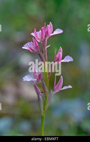 Schmetterling Orchidee (Orchis Papilionacea), Kerkini, Zentralmakedonien, Griechenland Stockfoto