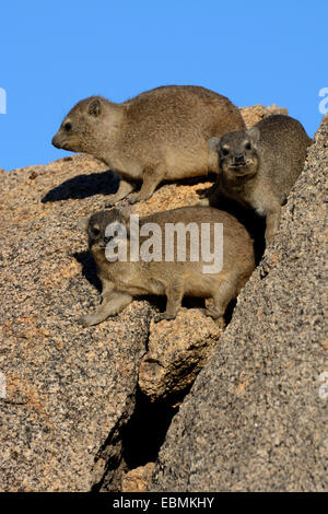 Rock Hyrax oder Cape Hyrax (Procavia Capensis) in der Sonne auf einem Felsen, Erongo Region, Namibia Stockfoto