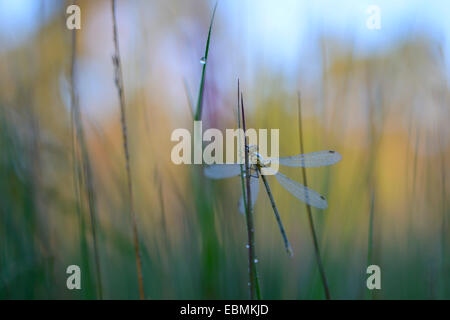 Emerald Damselfly (Lestes Sponsa), bedeckt in Tautropfen auf einem Grashalm, große Veen, North Rhine-Westphalia, Deutschland Stockfoto