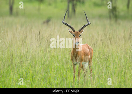 Impala (Aepyceros Melampus), Lake Mburo National Park, Uganda Stockfoto