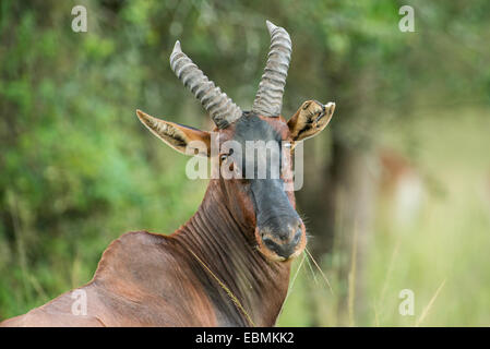 Topi (Damaliscus Lunatus), Lake Mburo National Park, Uganda Stockfoto