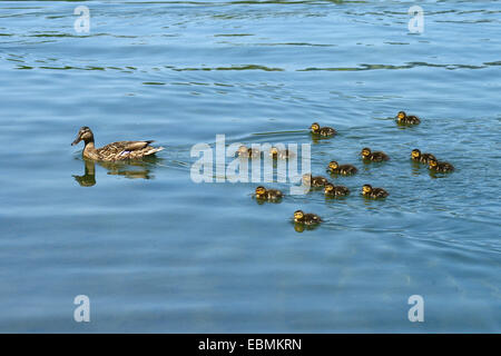 Stockente (Anas Platyrhynchos) schwimmen mit Entchen, Vierwaldstättersee, Luzern, Kanton Luzern, Schweiz Stockfoto