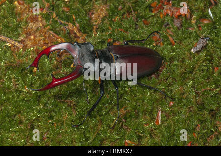 Hirsch, Käfer (Lucanus Cervus), Naturschutzgebiet Mönchbruch, Mörfelden, Hessen, Deutschland Stockfoto