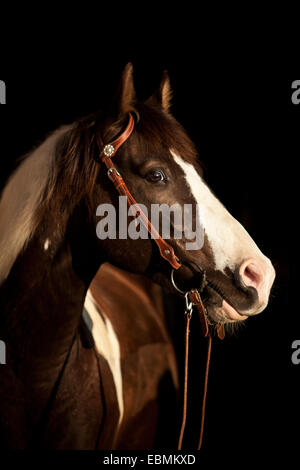 Paint Horse Wallach, Brown Tobiano, mit westlichen Zaum, ein Ohr Zaum Stockfoto