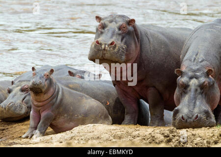 Flusspferde (Hippopotamus Amphibius) mit jungen am Ufer Flusses, Massai Mara, Serengeti, Provinz Rift Valley, Kenia Stockfoto