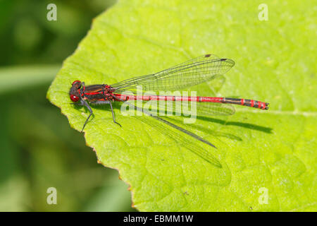 Große rote Damselfly (Pyrrhosoma Nymphula), männliche ruht auf einem Blatt, Wiederstein, Neunkirchen, Nordrhein-Westfalen, Deutschland Stockfoto