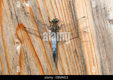 Schwarz-angebundene Skimmer (Orthetrum Cancellatum), männliche ruht auf einem Brett Zicklacke Soda See, Illmitz, Burgenland, Österreich Stockfoto