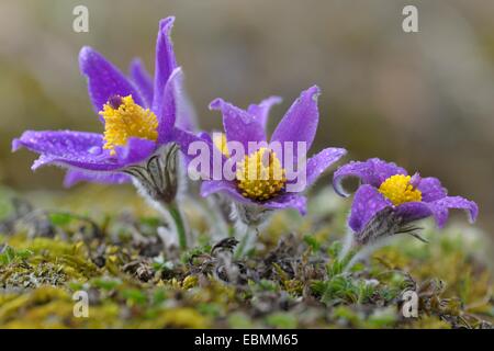 Kuhschelle (Pulsatilla Vulgaris) Blumen bedeckt in Wassertropfen, Biosphere Reserve Schwäbische Alb, Baden-Württemberg, Deutschland Stockfoto