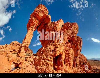 Roten Sandsteinformationen Elephant Rock, Valley of Fire, Nevada, Vereinigte Staaten von Amerika Stockfoto