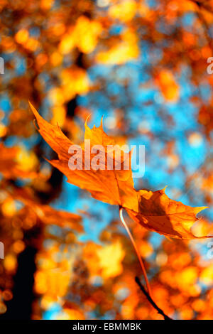bunte Herbstblätter Ahorn Stockfoto