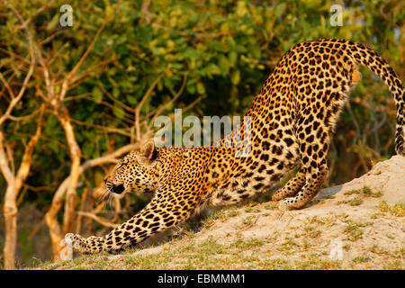 Frühmorgens am Safari Leopard anzeigen, große Tom Leopard als Dehnung fängt er an, nach oben verschieben. Agile schleichende Raubfisch Stockfoto