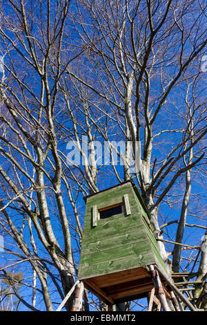 Grünes Holz Jagd verstecken im Wald, Tschechien Stockfoto