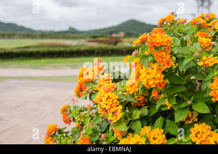 Lantana oder wilder Salbei oder Tuch des Goldes oder Lantana Camara Blume im Garten Stockfoto